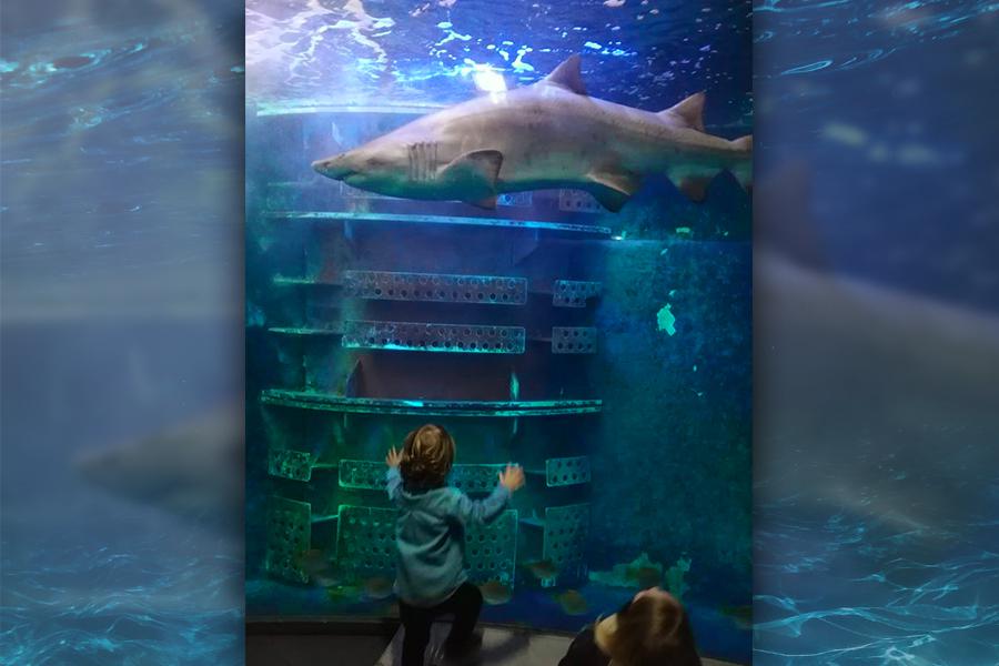 Journée à l'aquarium de St Malo